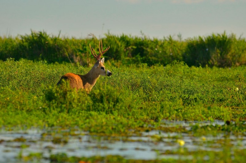 Esteros del Iber�: el coraz�n de Corrientes